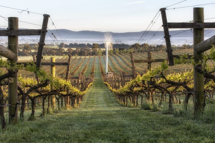 a herd of animals grazing on a bridge over a body of water