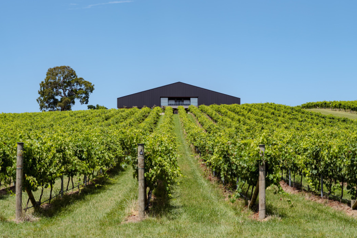 a close up of a lush green field